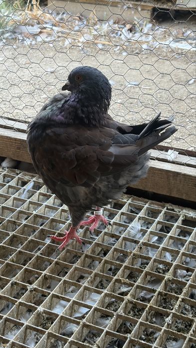 Porumbei  kingi