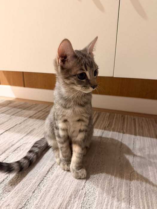Котенок, мальчик, 4 мес