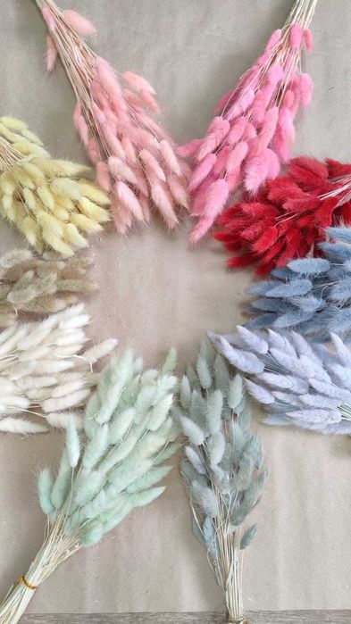 Лагурус сухоцвет