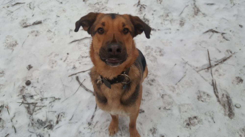 Pet sitter TM/ ingrijire caini si pisici la domiciliu / plimbare caini