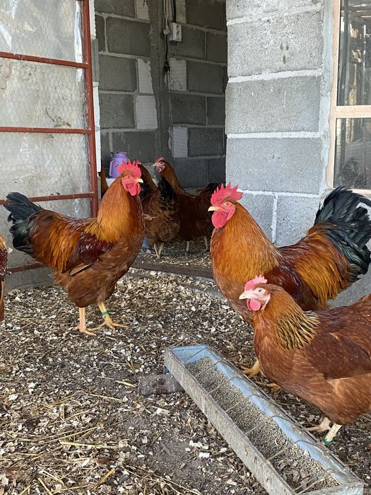 Cocos Australorp, New Hampshire, Plymouth