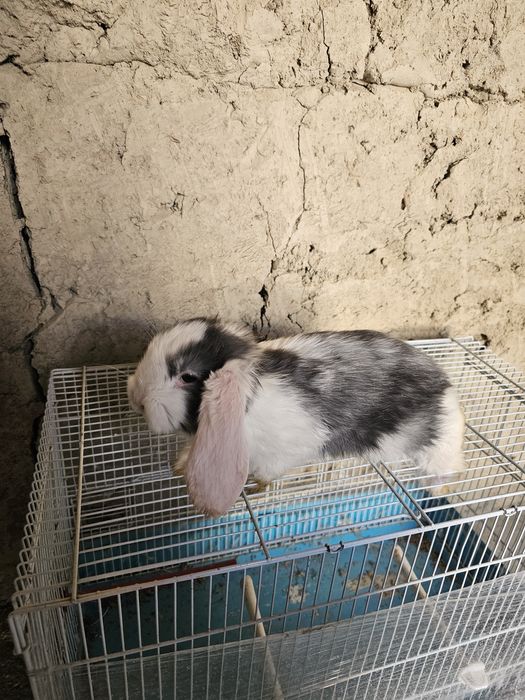 Француский баран