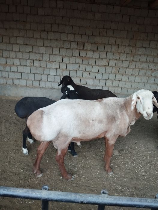 Qoʻchqor sotiladi edilbay karabl linyasi