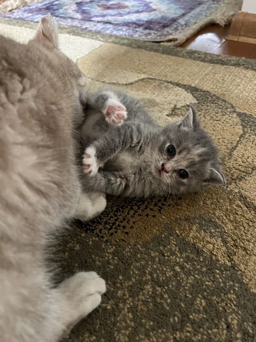 Отдам котят в хорошие руки:)