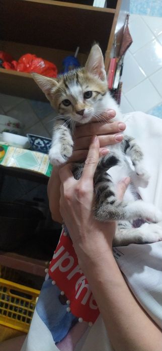 Котята, домашние