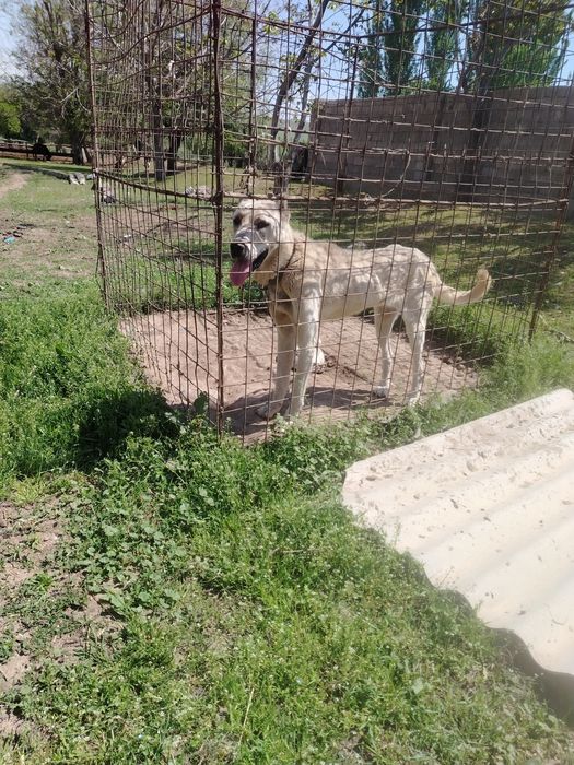 2 жасар ит ұрғашы