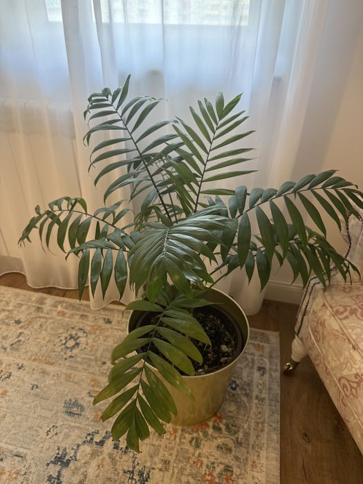 Planta palmier 1 metru Chamaedorea