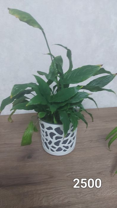 Продам излишки комнатных растений