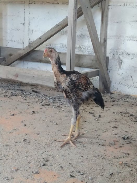 Дакан балапандар