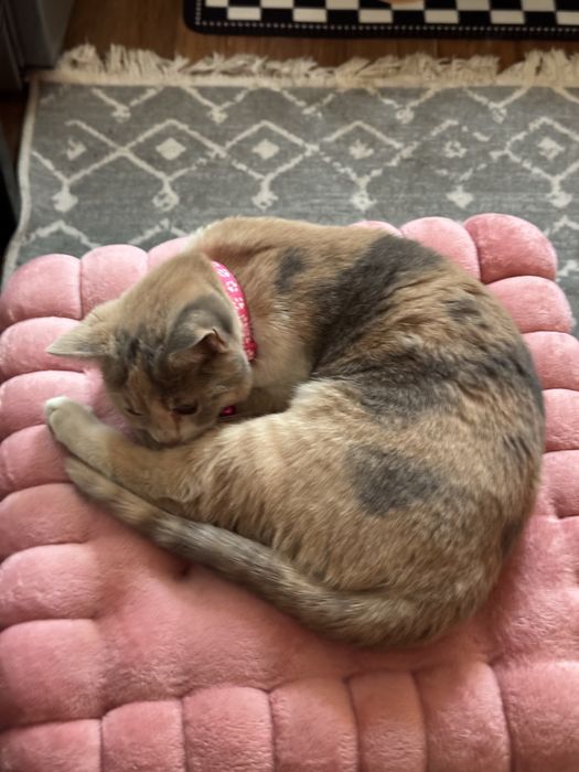 Кошка в добрые руки