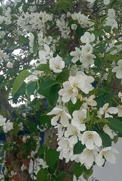 Продам дом на селе. 60 км. от города