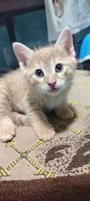 Домашний котёнок мальчик