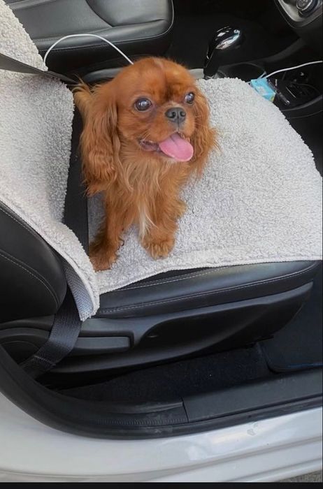 Вязка, кавалер кинг чарльз спаниель