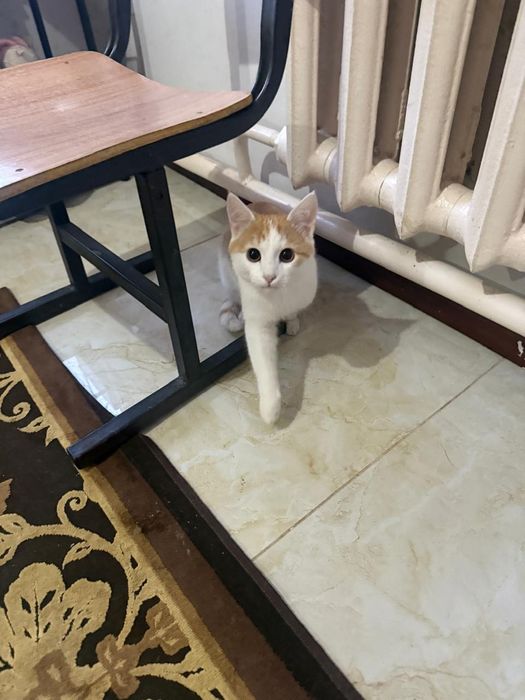 Отдам кошку бесплатно