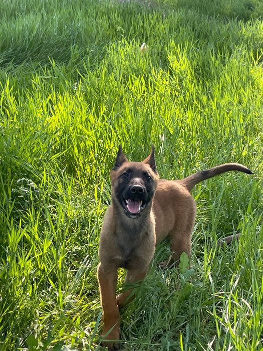 бельгийский овчарка Малинуа