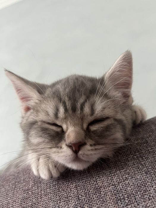шотландские котята