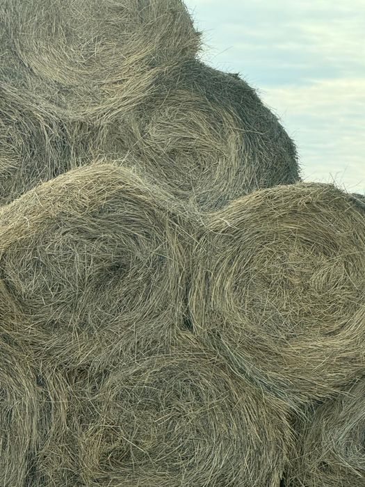 Продаю сено осенний укос