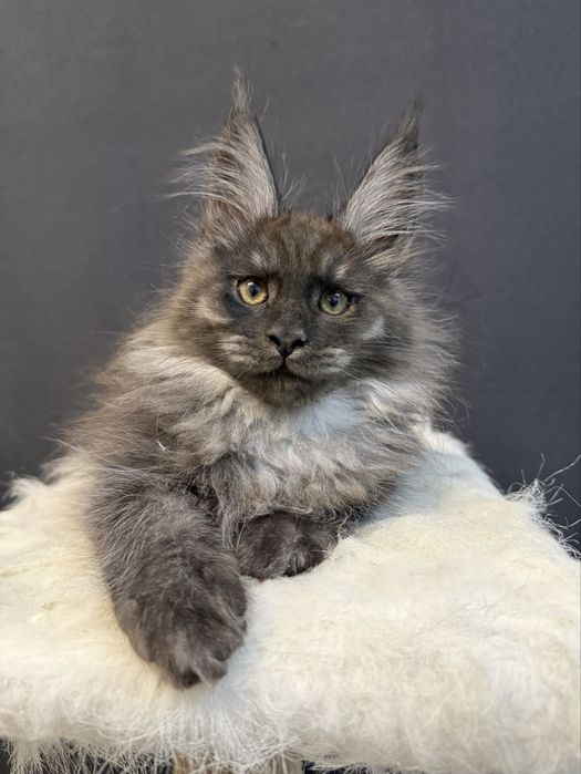 Pui Maine Coon superb