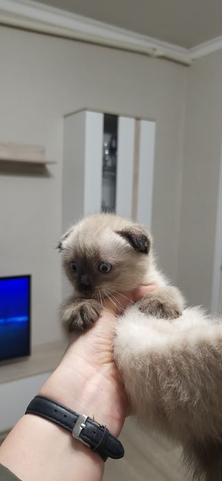 Отдам котят в надежные руки!