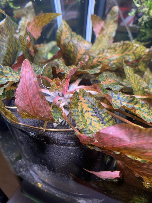 Planta pentru acvariu Cryptocoryne Nurii cu substrat