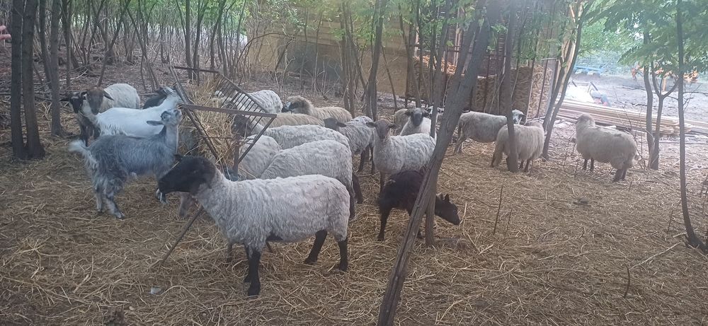 De plecare 3 iedute si 1 tap tg mures