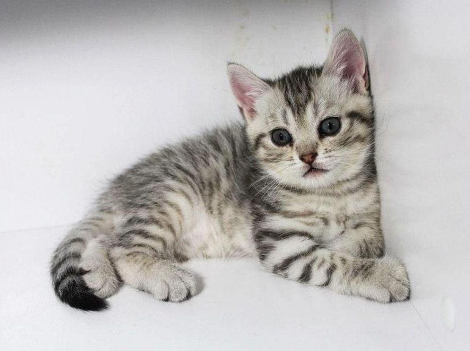 Продам шотландских котят