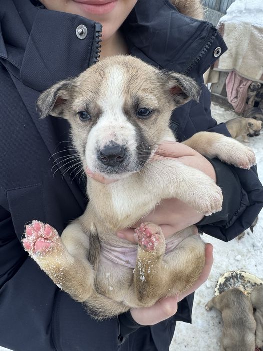 Отдам щенят в добрый руки