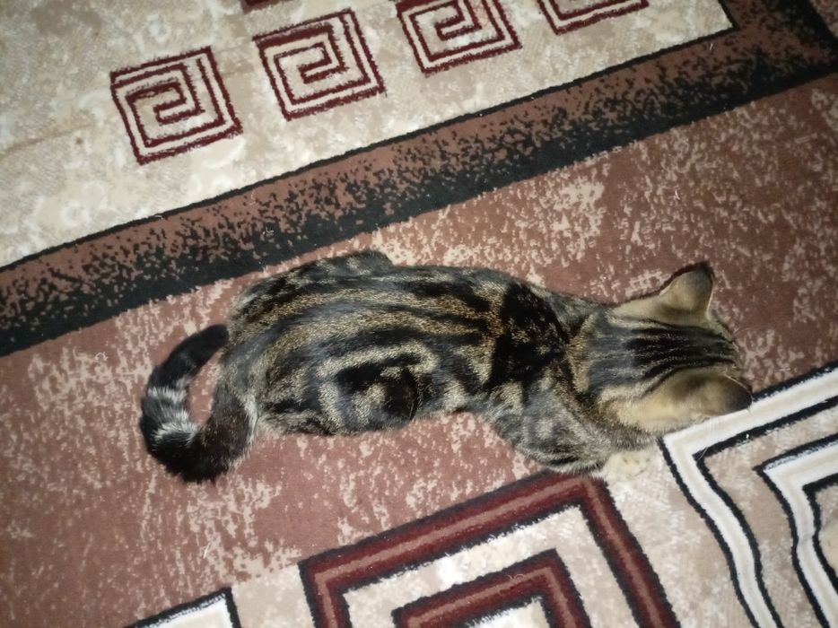 Mushuk bengal srochna sotiladi