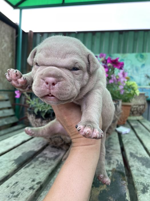 Американский булли,шикарные детки