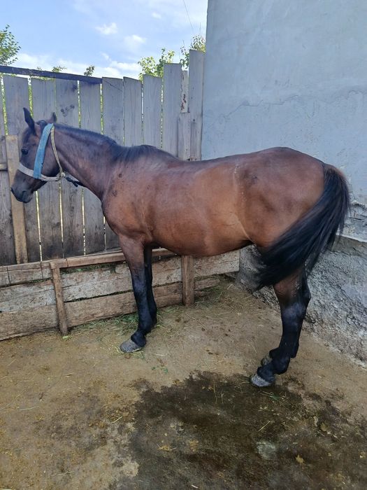 Mânză și iapă de vânzare