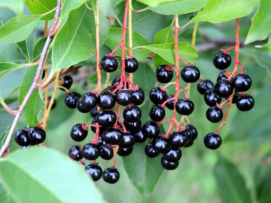 саженцы сливы, черешни...