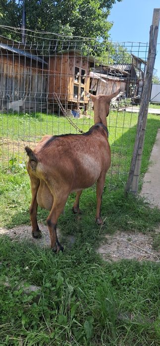 Capra Alpina Franceza