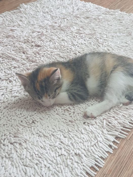 Кошечки в добрые руки