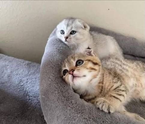 Вислоухие Котятки••