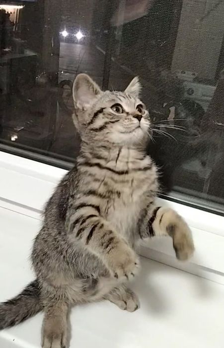 Скоттиш страйт. С документами.