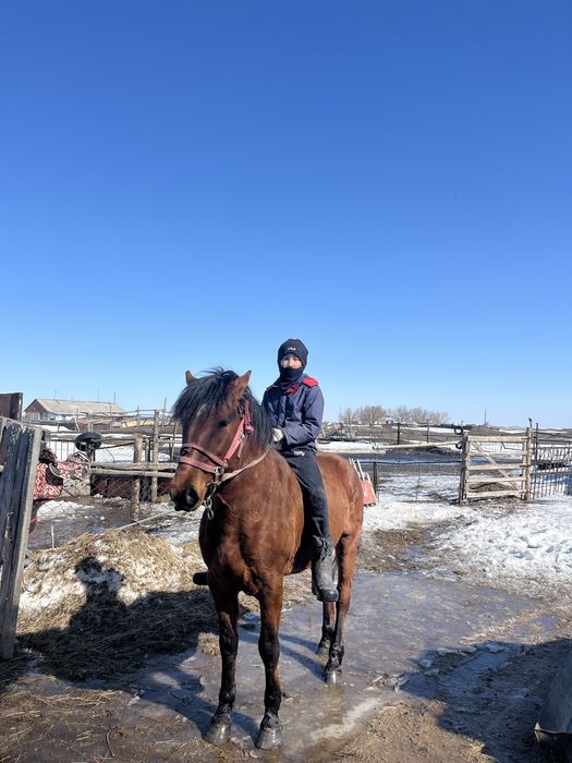 Міңгі  үйір ұстаған айғыр сатылады….