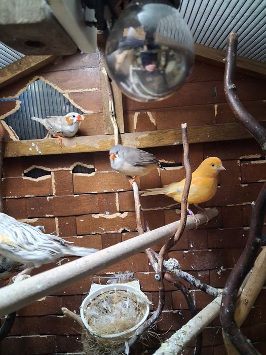 Canari si zebre de vanzare