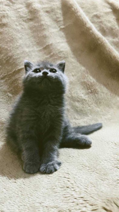 Шотландский фолд