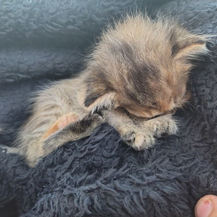 Отдам котенкаааа