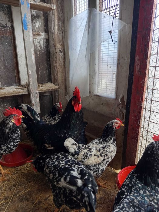 Oua incubat pinta și italiene