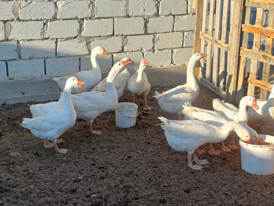 Қаздар сатылады.