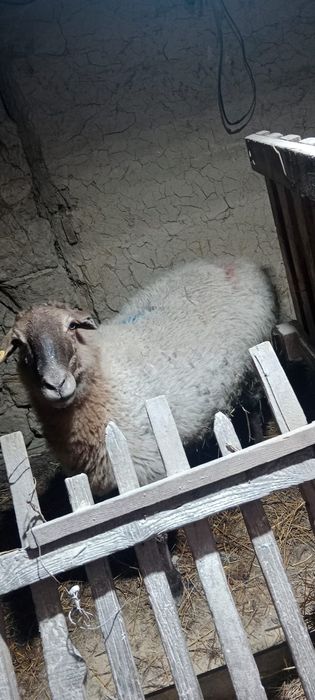 Семіз қой сатылады Гисар