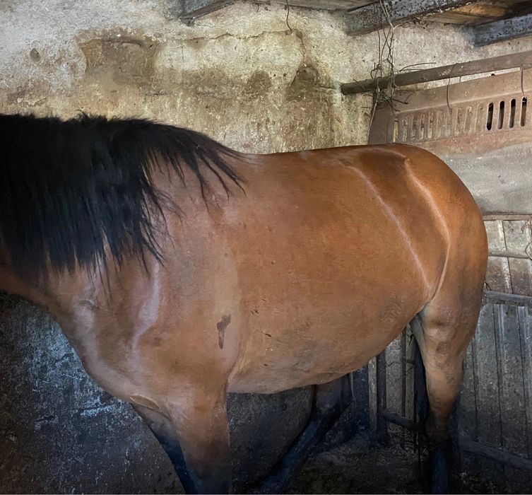 Продам жирных лошадей с откорма