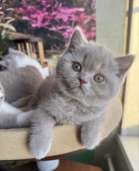 Британские котята