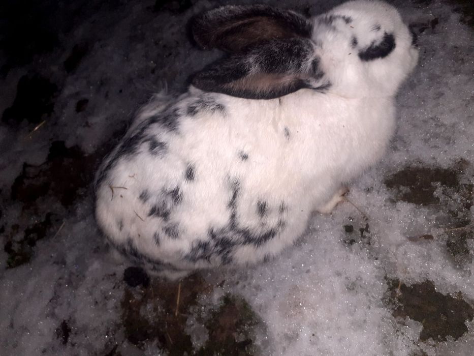 Quyon boğoz 10kun boldi qoshilganiga