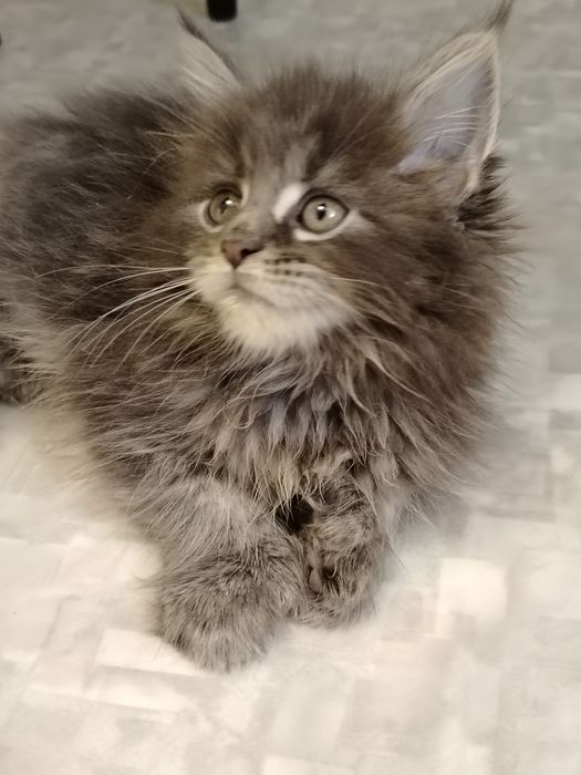 Котята из питомника