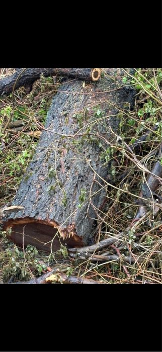 Продам карагач кругляк