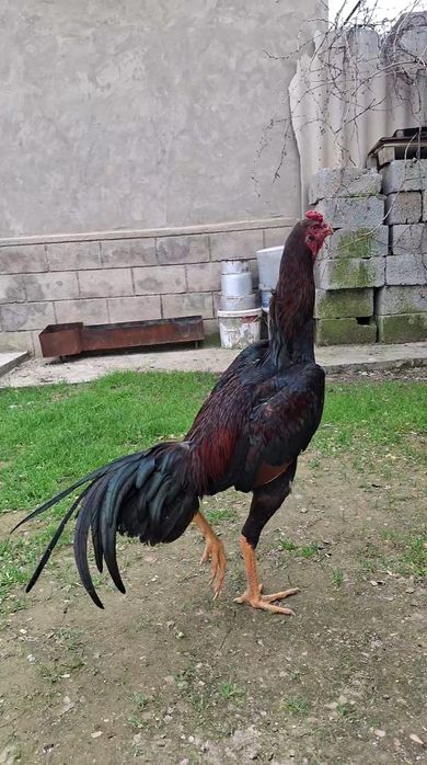 Продаётся Петух бойцовский
