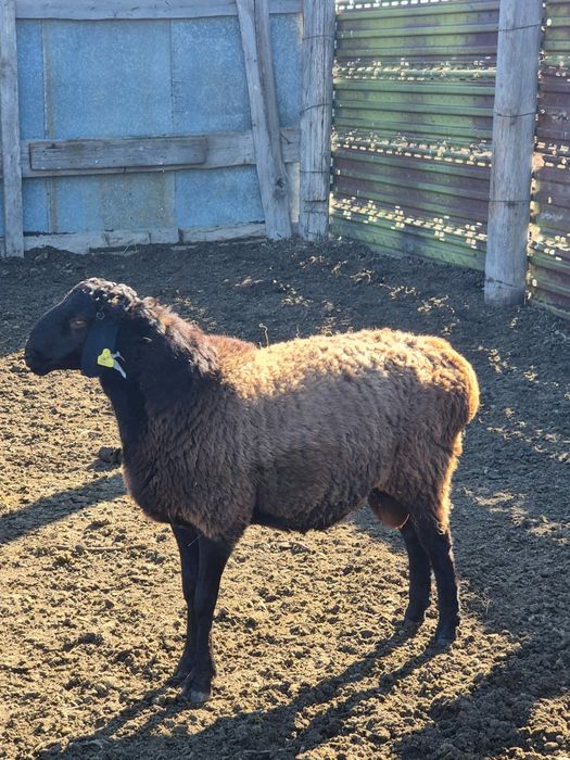 Гиссар кошкарлар