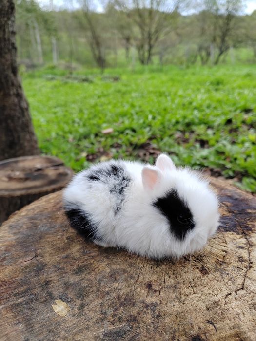 Vând iepurași pitici de companie